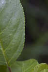 Lanceleaf buckthorn